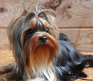 LESANZH HARITA — Labaza DogPedigree YorkshireTerrier